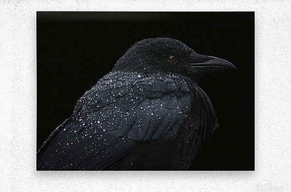 2460568 :: Brushed Metal Print