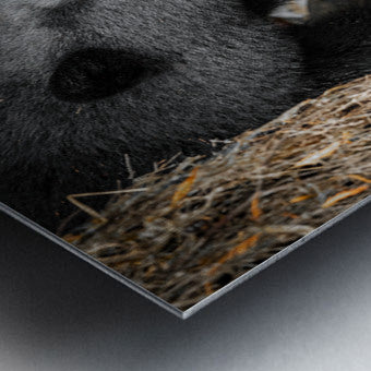 1927019 :: Brushed Metal Print