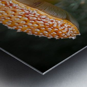 1927319 :: Brushed Metal Print