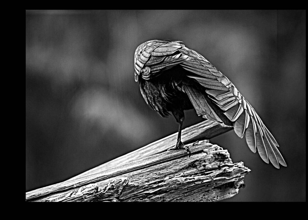 2162492 :: Giclée Stretched Canvas Print