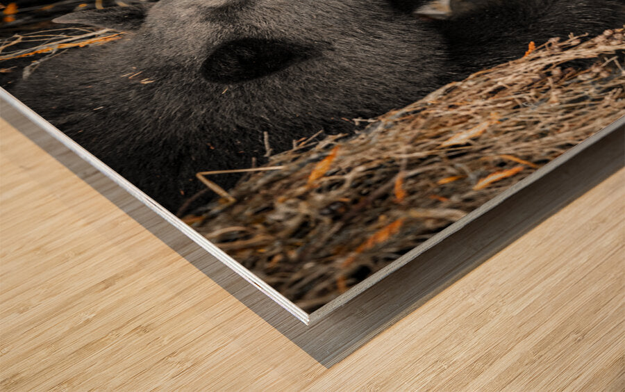 1927019 :: Wood Print