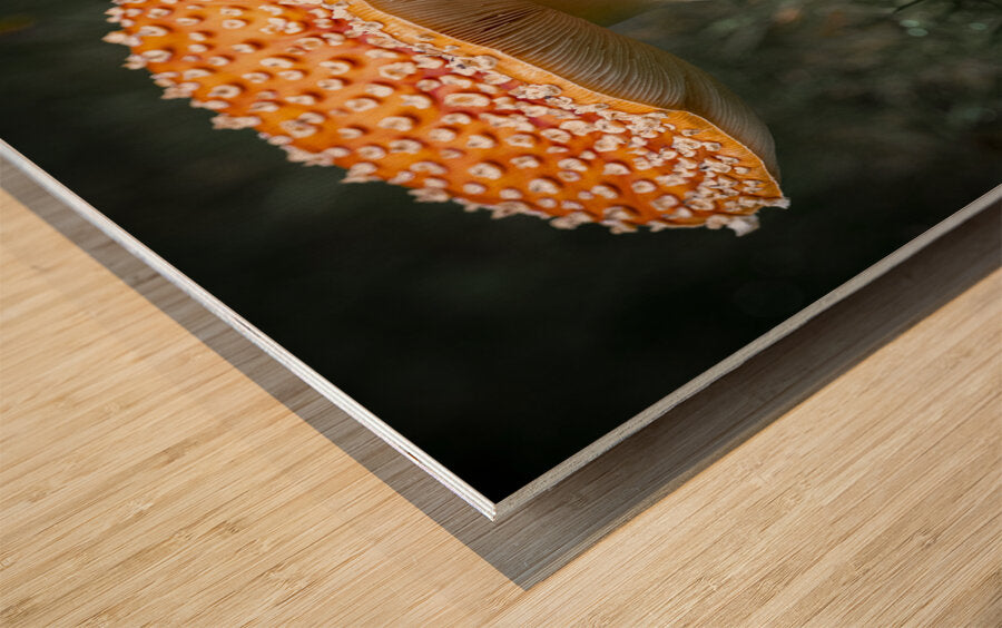 1927319 :: Wood Print