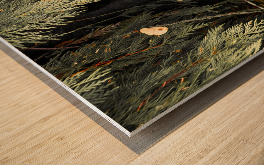 2162496 :: Wood Print