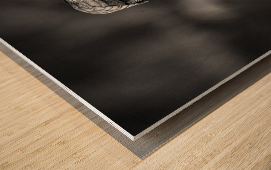 2162499 :: Wood Print